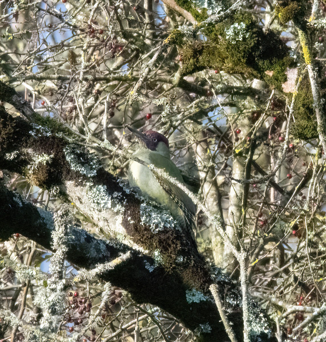 žluna zelená - ML644592601