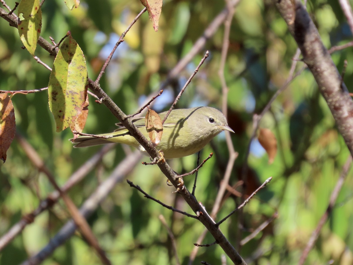 Orange-crowned Warbler - ML644592604