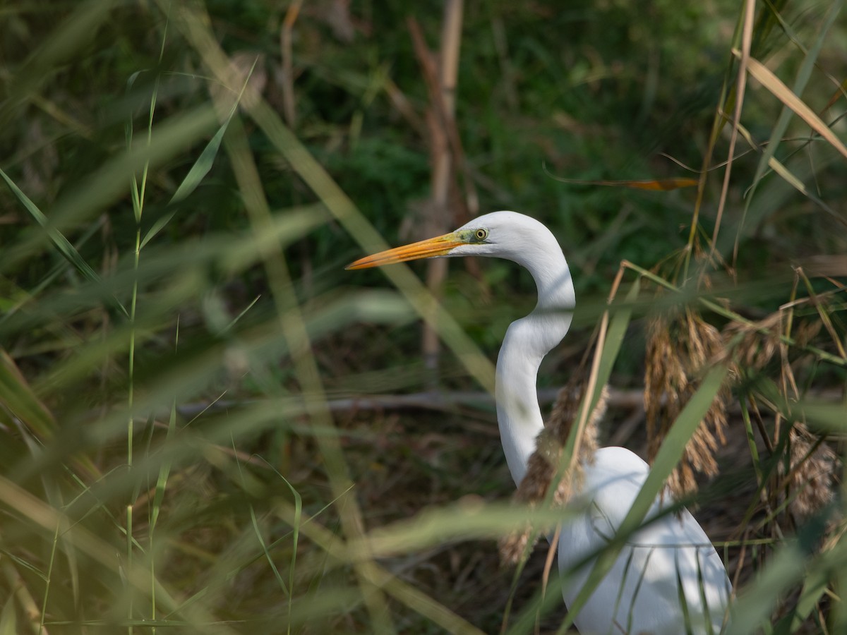 Great Egret - ML644592605