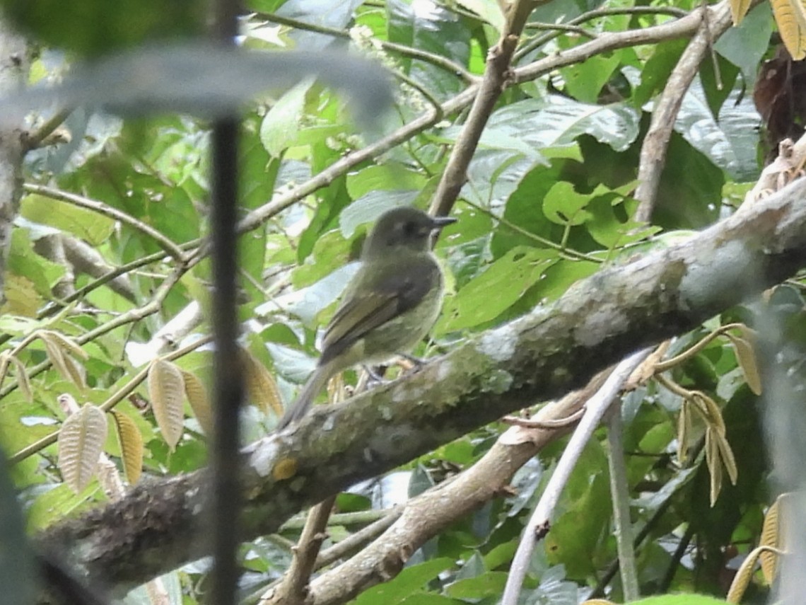 Olive-striped Flycatcher - ML644592607