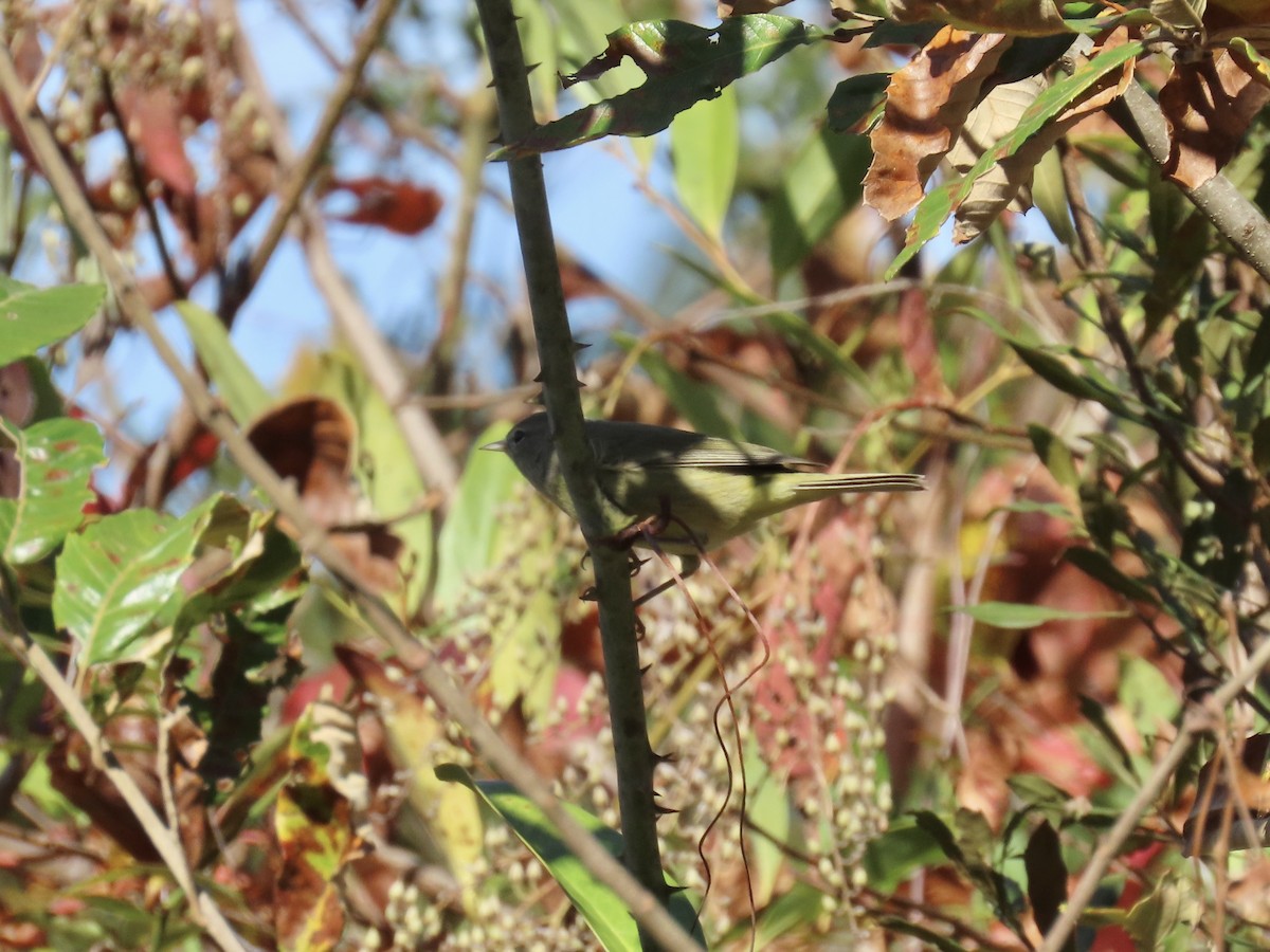 Orange-crowned Warbler - ML644592608