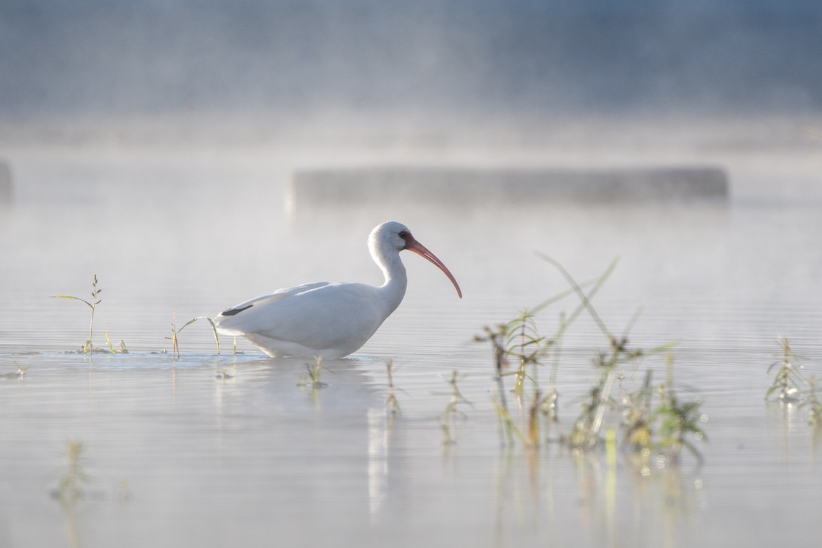 White Ibis - ML644592616