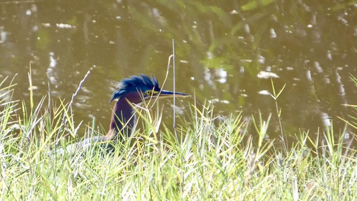 אנפית ירוקה - ML644592620