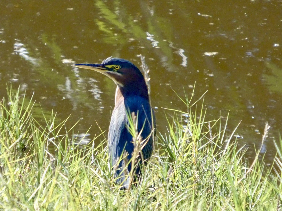 אנפית ירוקה - ML644592622