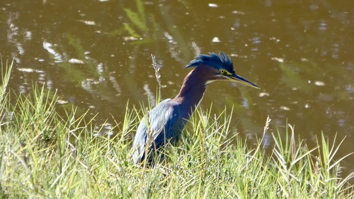 אנפית ירוקה - ML644592623