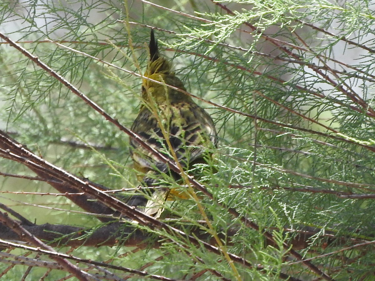 Yellow Cardinal - ML644592624