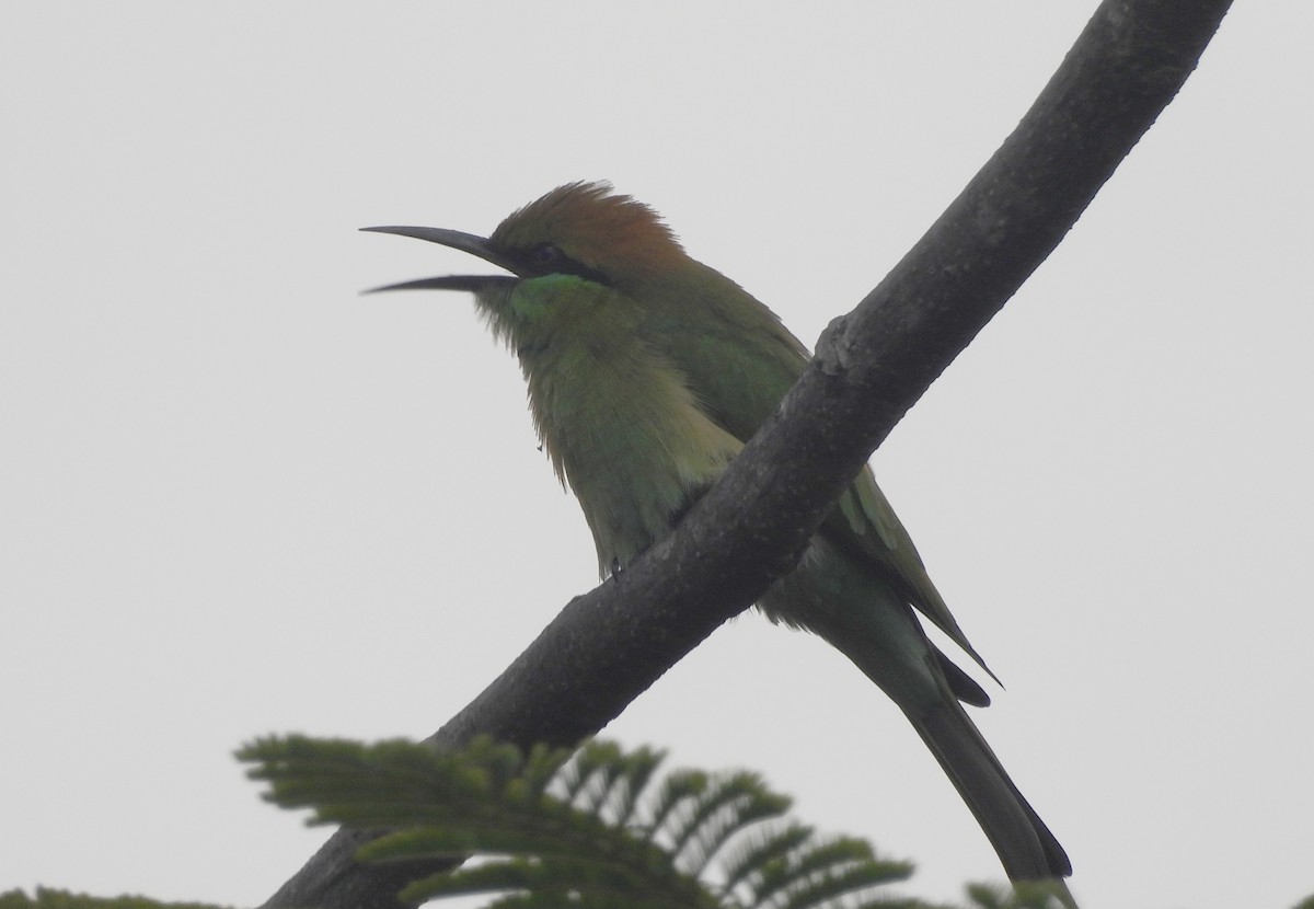 שרקרק חום כיפה - ML644592630