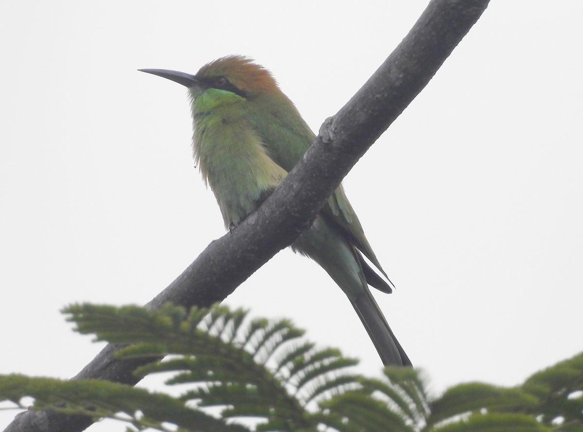 שרקרק חום כיפה - ML644592631
