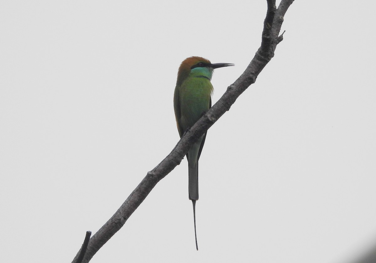 שרקרק חום כיפה - ML644592632