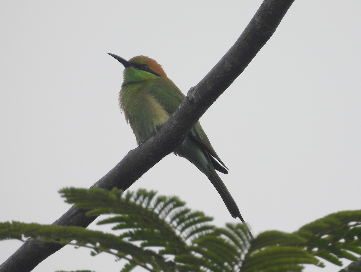 שרקרק חום כיפה - ML644592633