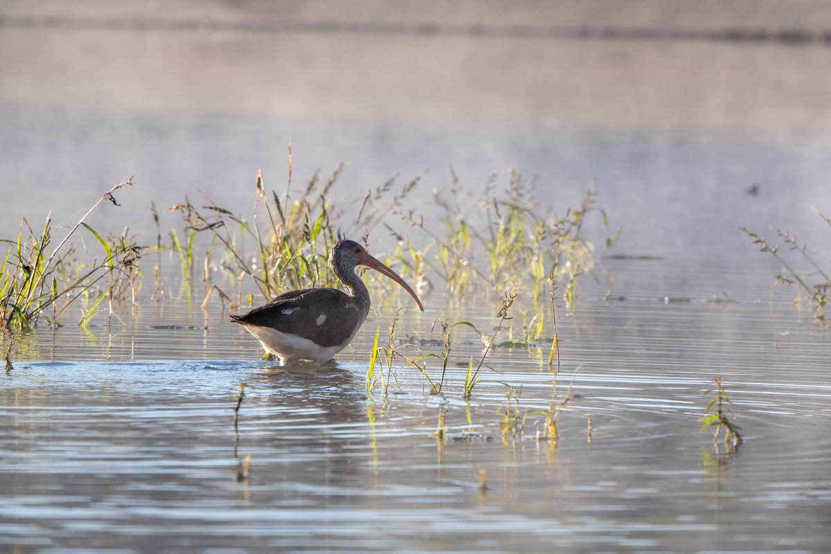White Ibis - ML644592634