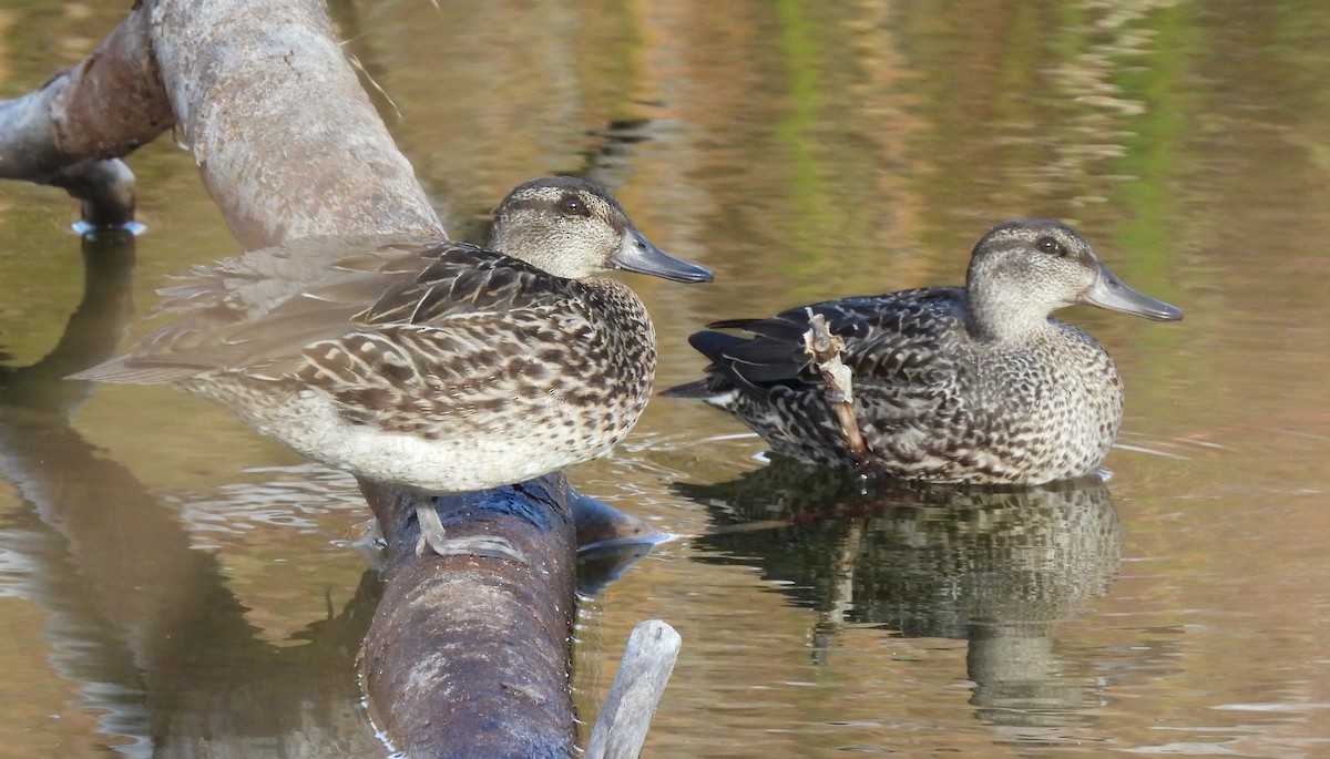 שרשיר - ML644592635