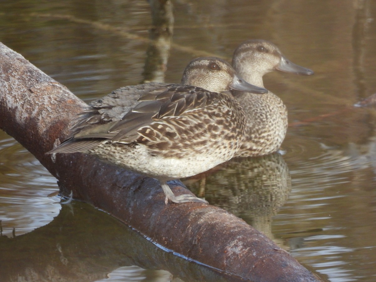 שרשיר - ML644592636