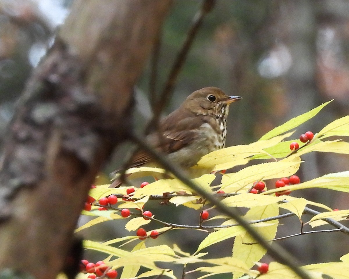 קיכלי חלוד-זנב - ML644592638
