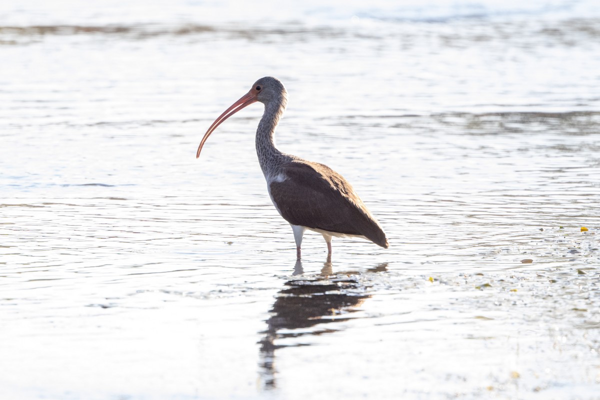 White Ibis - ML644592639