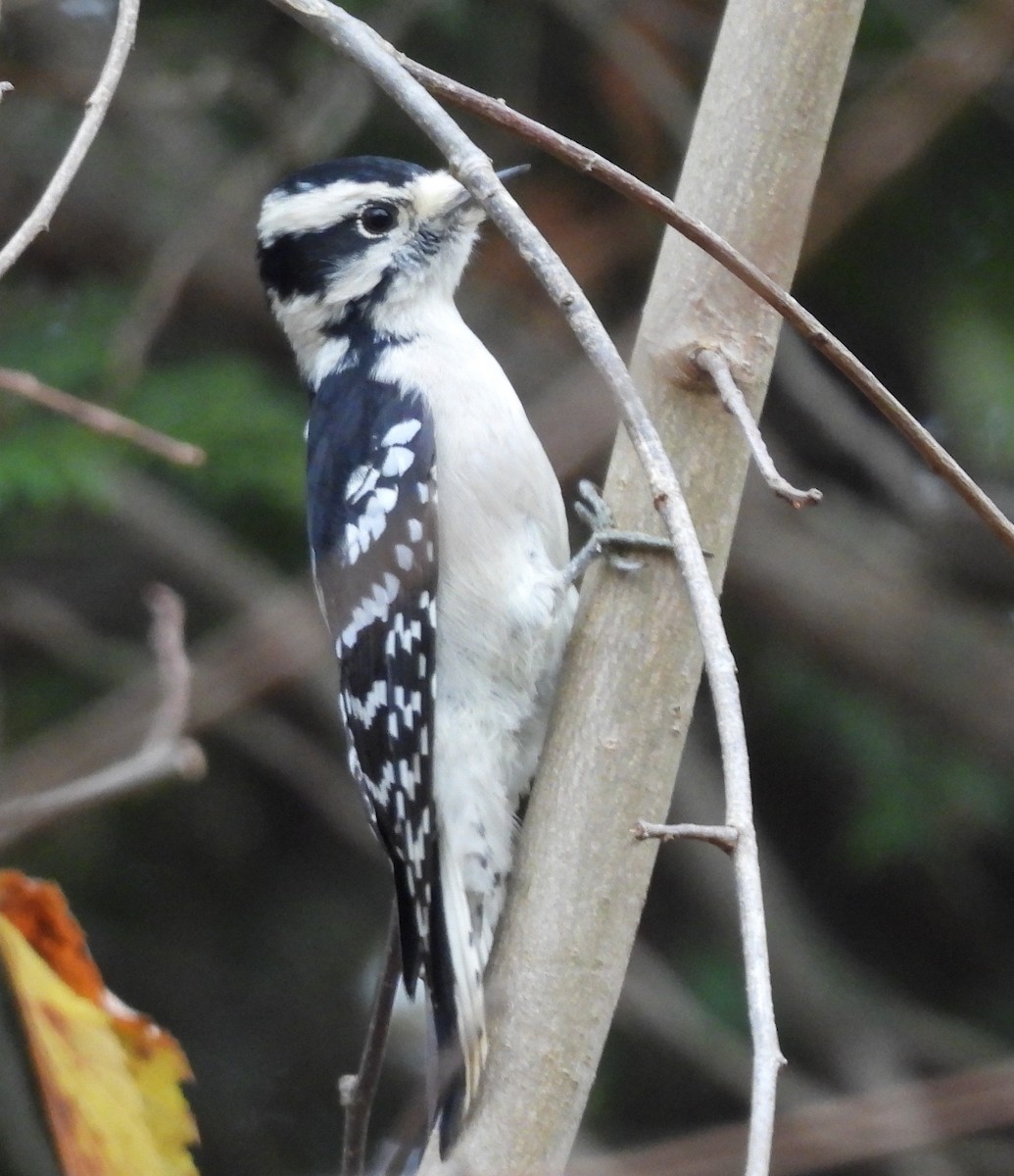 Downy Woodpecker - ML644592642