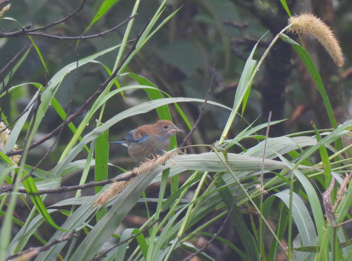 Passerin indigo - ML644592644