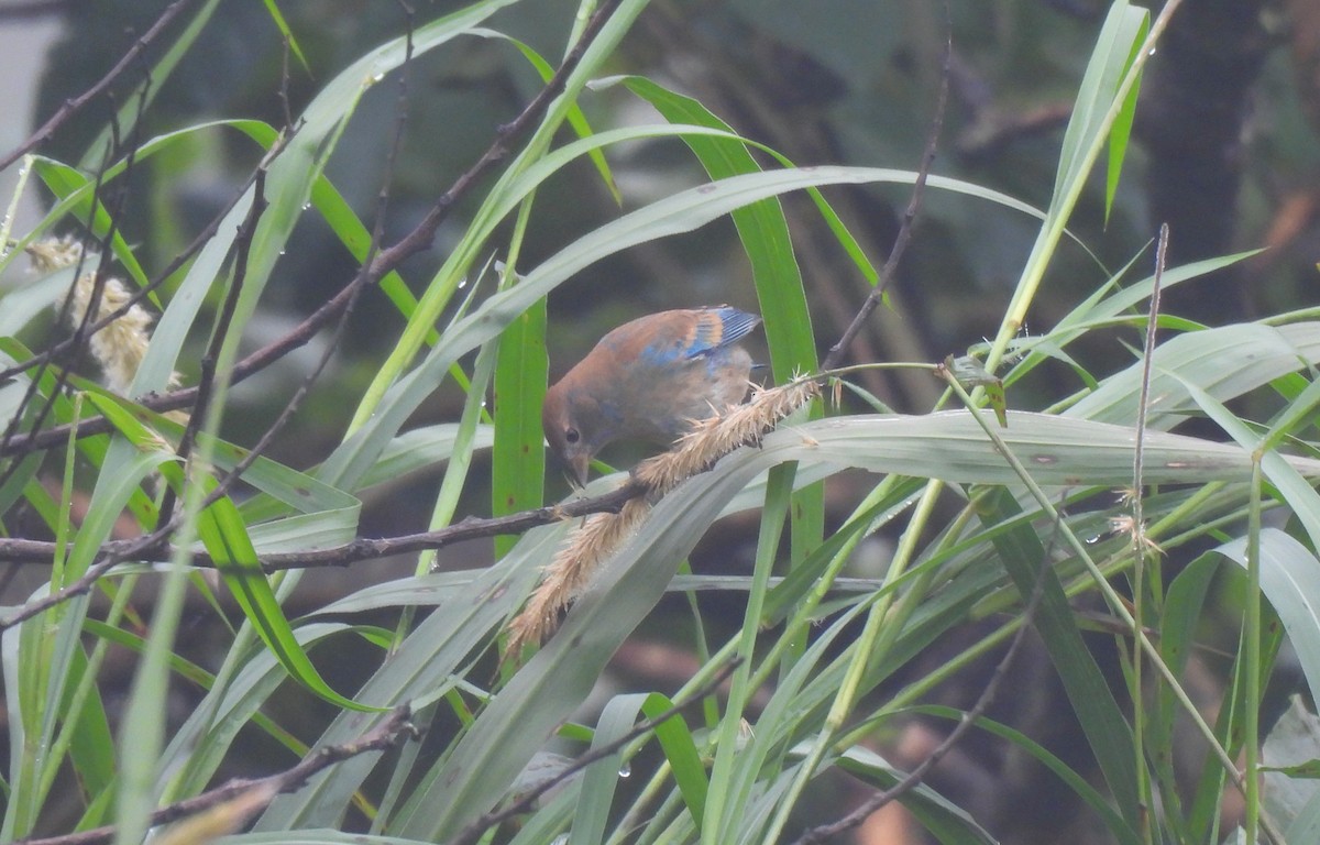 Passerin indigo - ML644592645