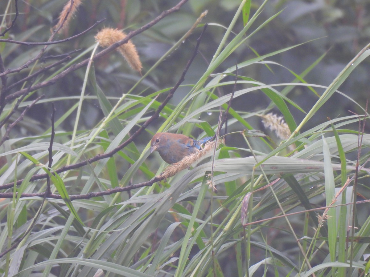 Passerin indigo - ML644592646