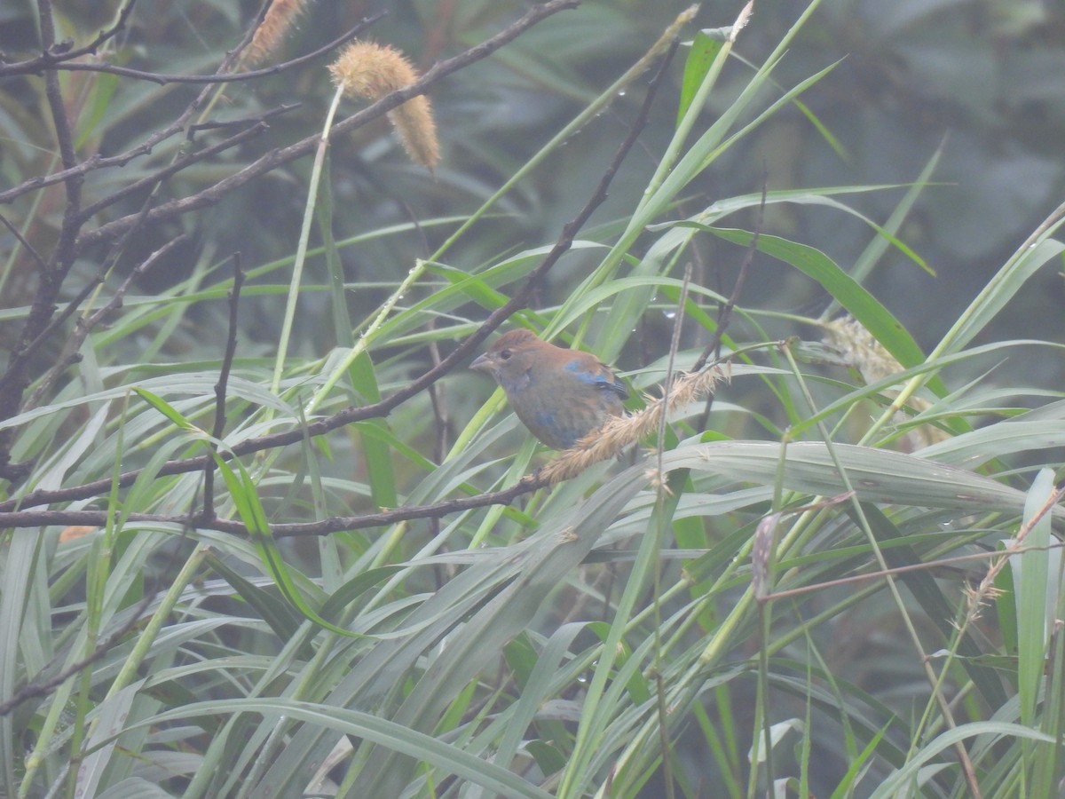 Passerin indigo - ML644592647