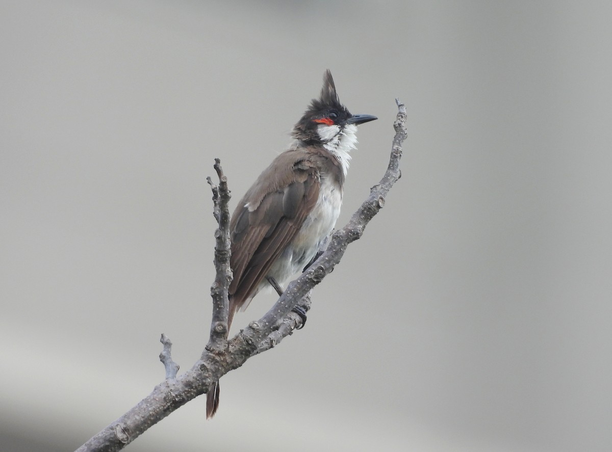 בולבול אדום-שפם - ML644592649