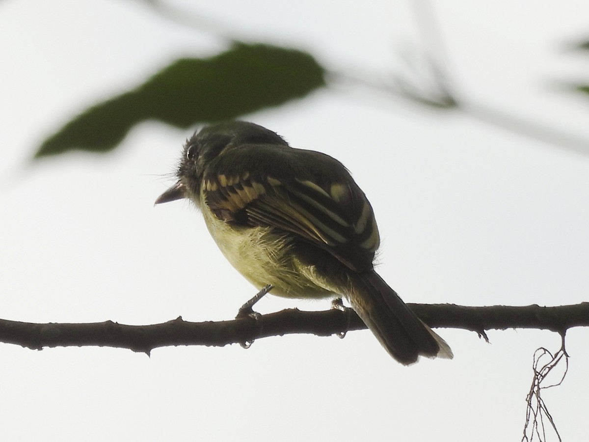 Slaty-capped Flycatcher - ML644592650
