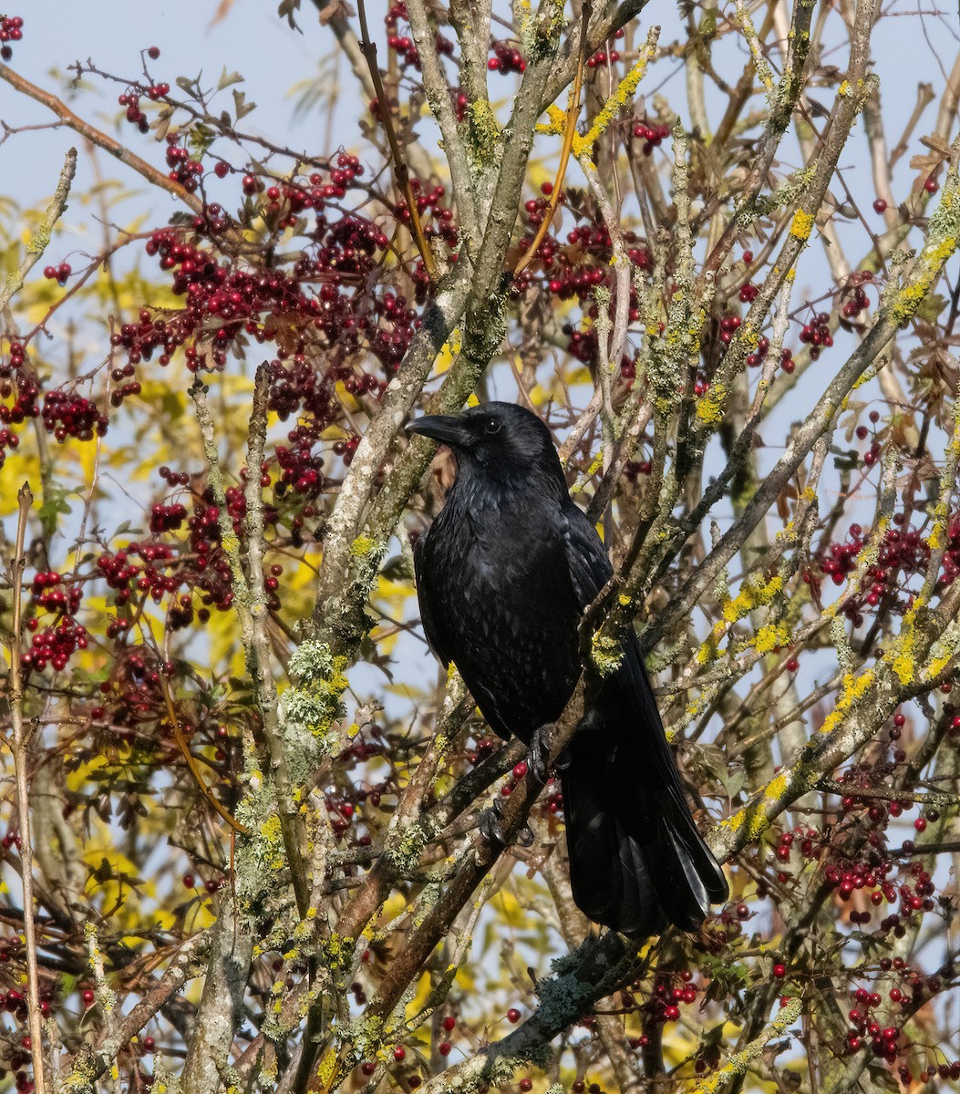 עורב אירופי - ML644592652