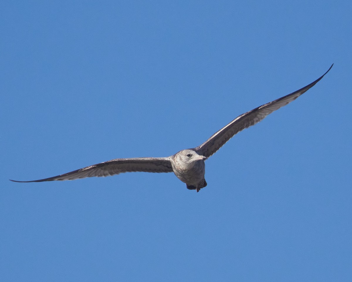 שחף עקוד-מקור - ML644592655