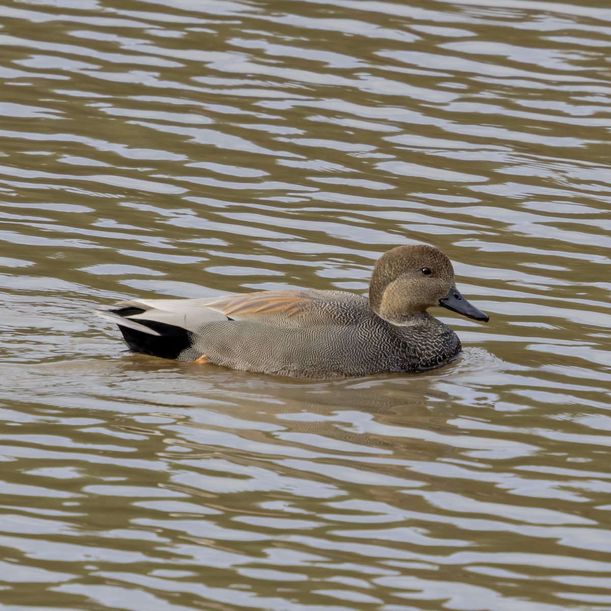 オカヨシガモ - ML644592658