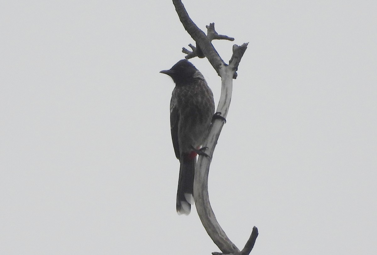Red-vented Bulbul - ML644592681
