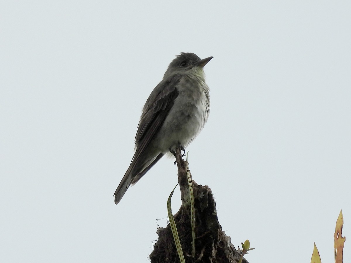 Pioui de l'Ouest - ML644592685