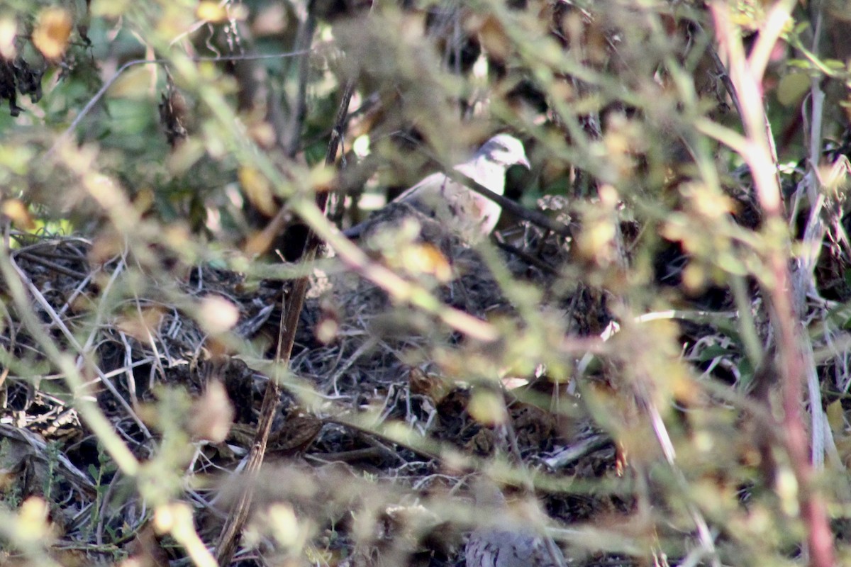 Common Ground Dove - ML644592686