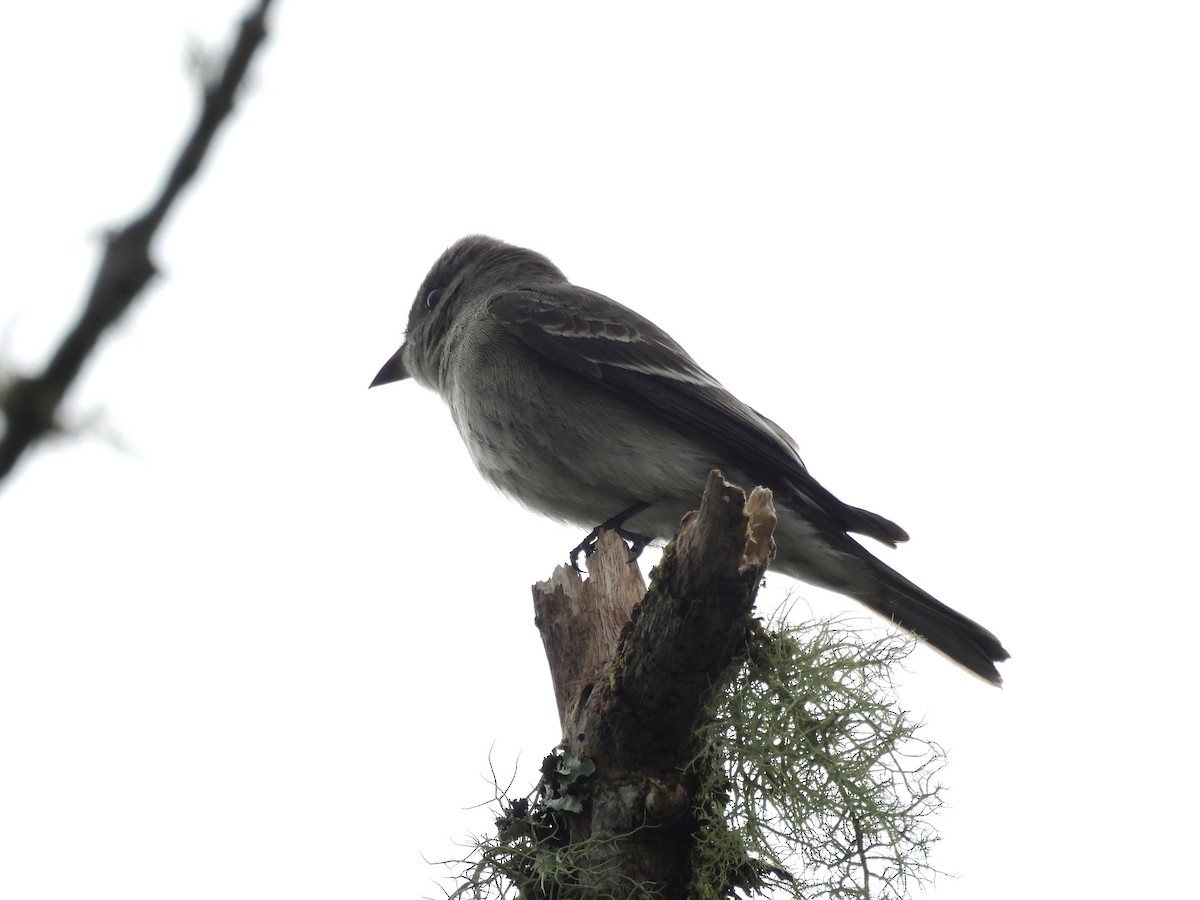 Hellbauch-Schnäppertyrann - ML644592689