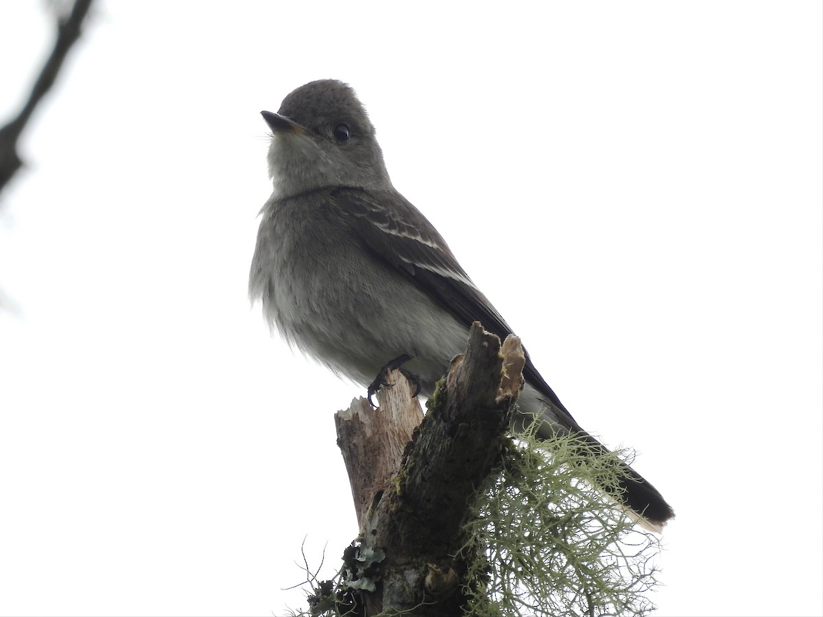 Hellbauch-Schnäppertyrann - ML644592690