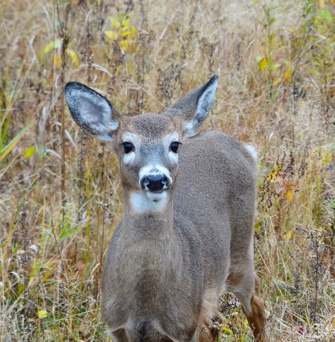 White-tailed Deer - ML644592691
