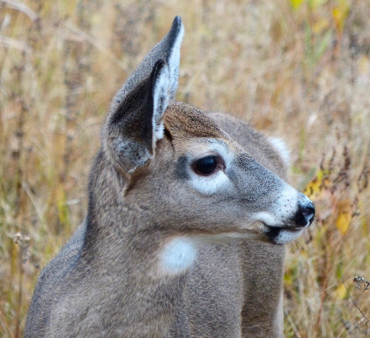 White-tailed Deer - ML644592692