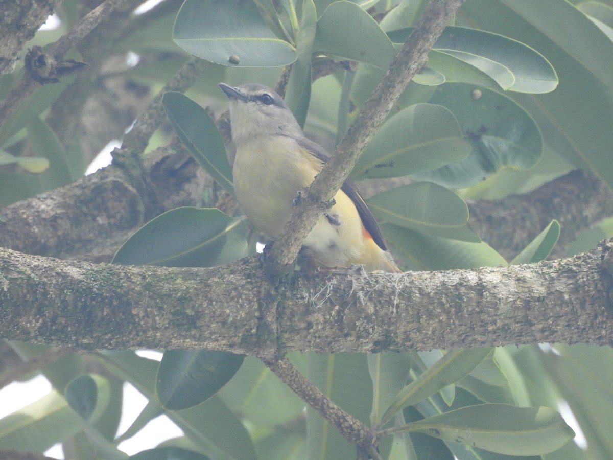 Zwergmennigvogel - ML644592710