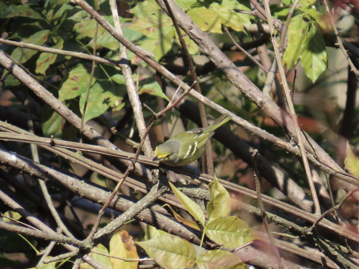 White-eyed Vireo - ML644592714