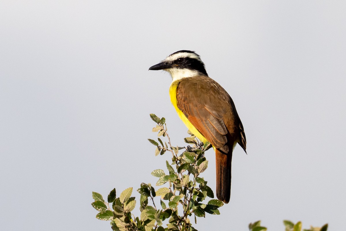 storkiskadi - ML644592717