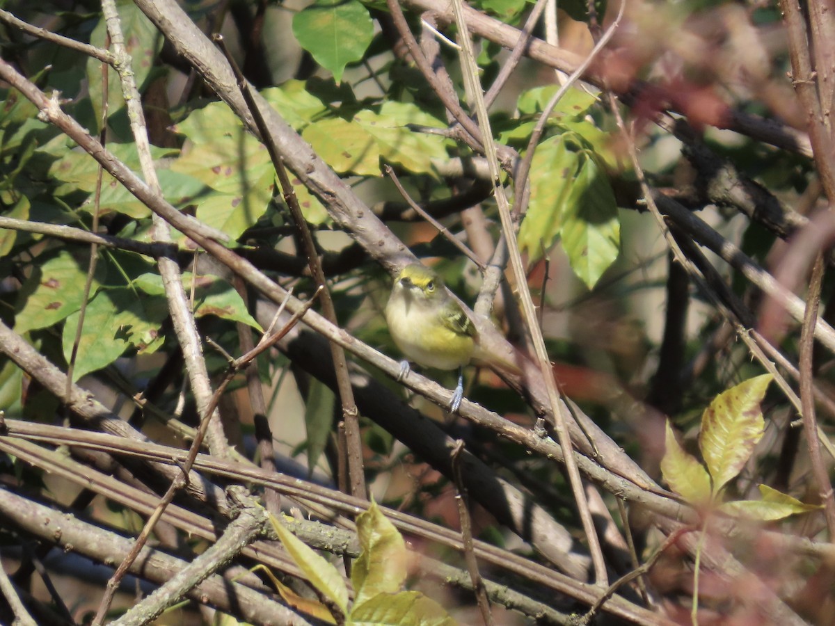 White-eyed Vireo - ML644592718