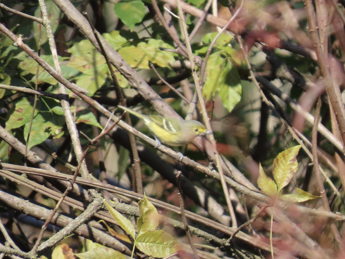 White-eyed Vireo - ML644592719