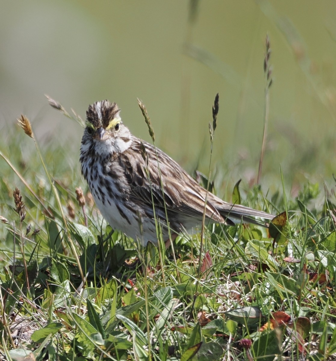 strnadec luční - ML644592727