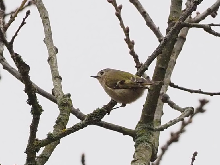 Goldcrest - ML644592736