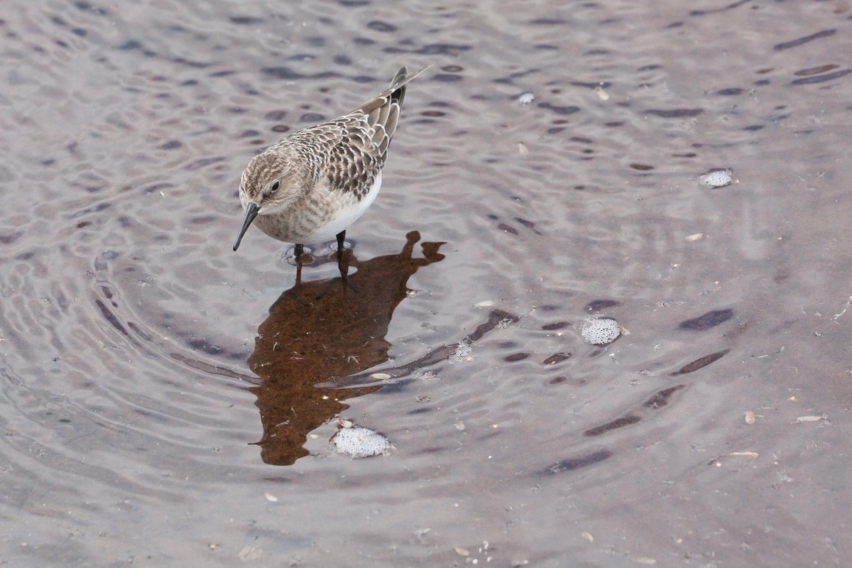 gulbrystsnipe - ML644592739