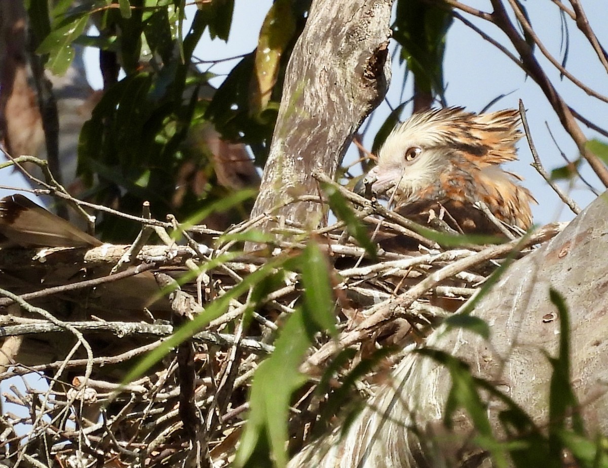 Square-tailed Kite - ML644592740