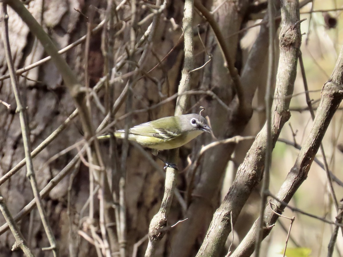 Blue-headed Vireo - ML644592741