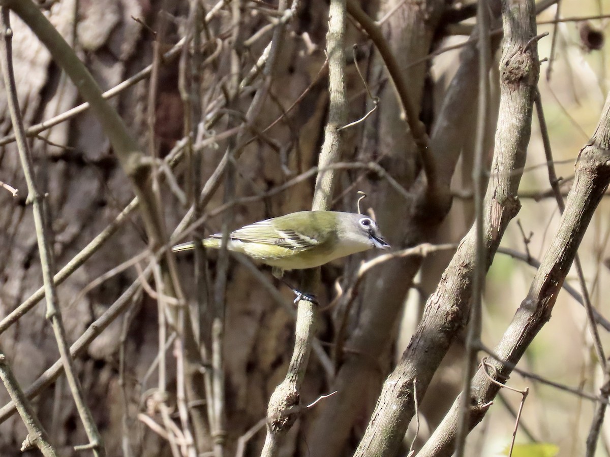 Blue-headed Vireo - ML644592742