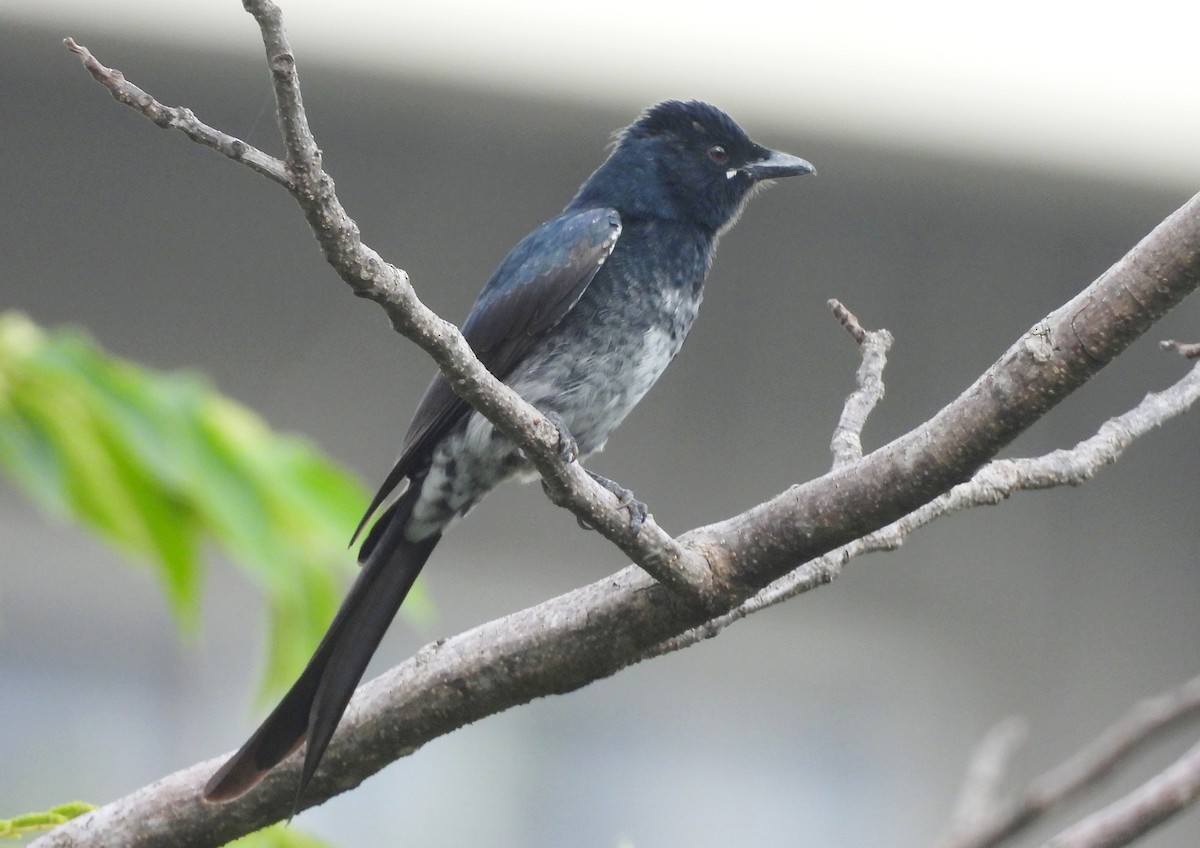 Black Drongo - ML644592744