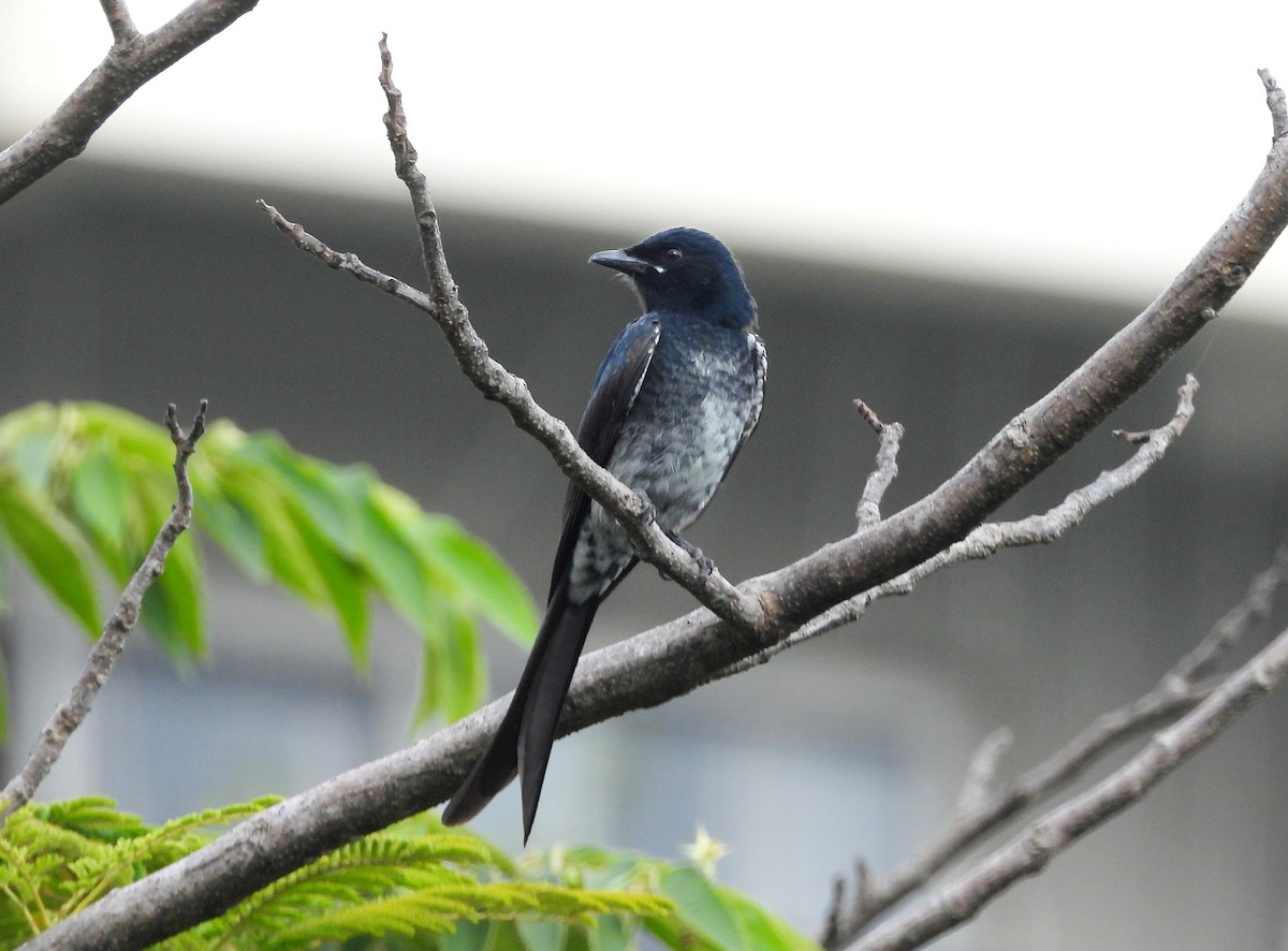 Black Drongo - ML644592746