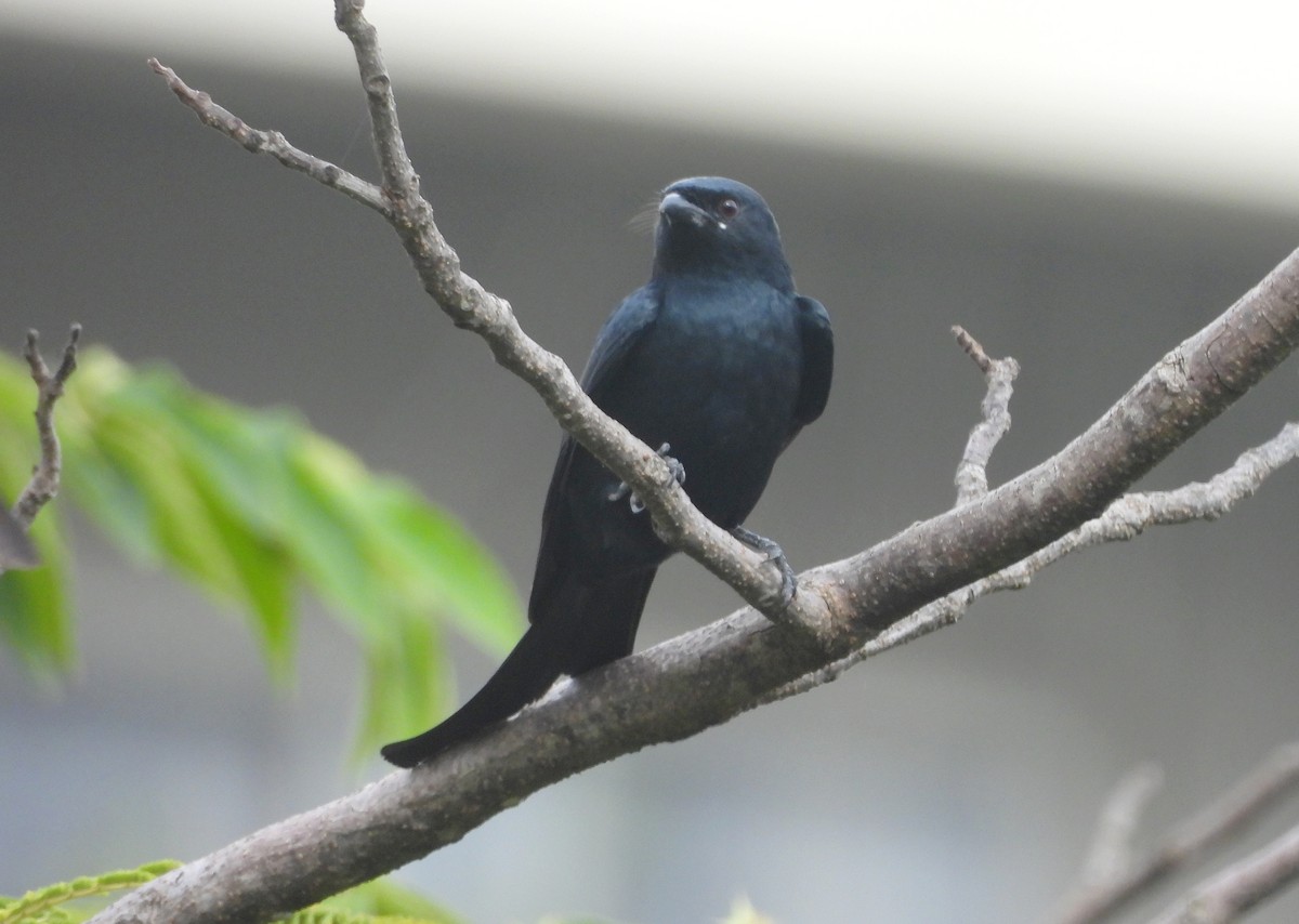 Black Drongo - ML644592747